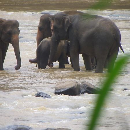 Ma Oya Retreat Pinnawala Pinnawala (Kegalle) Exteriér fotografie