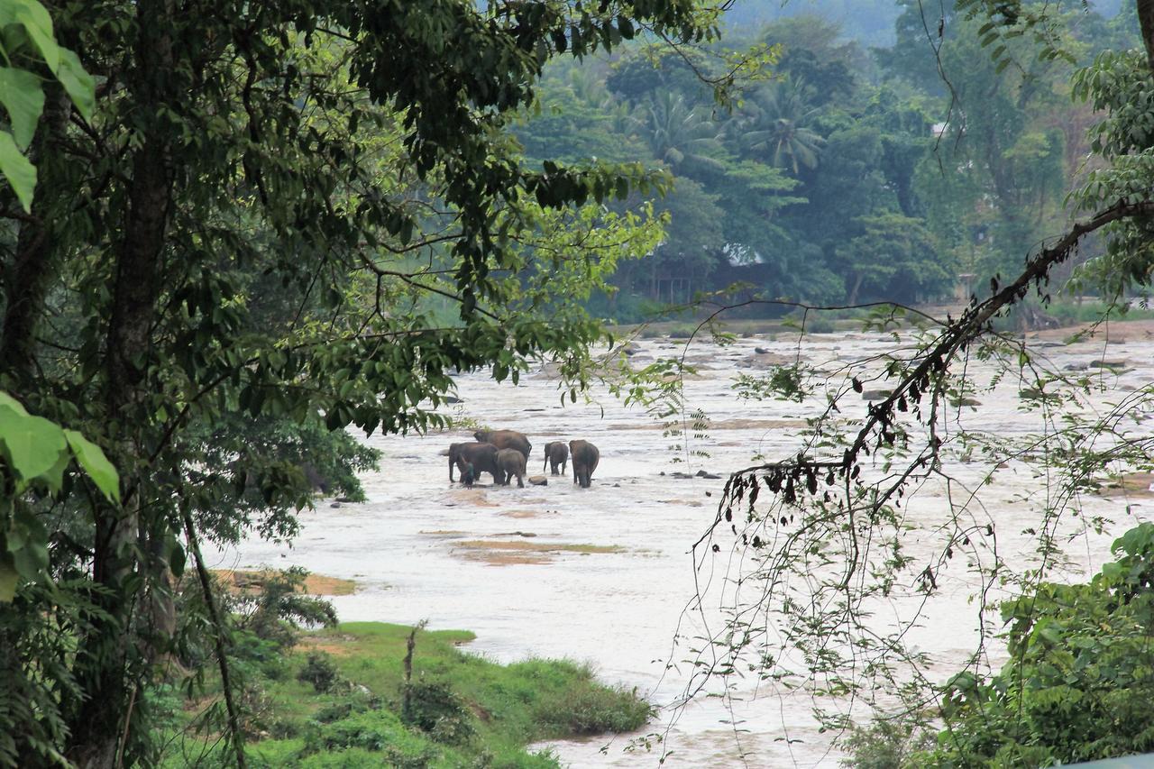 Ma Oya Retreat Pinnawala Pinnawala (Kegalle) Exteriér fotografie