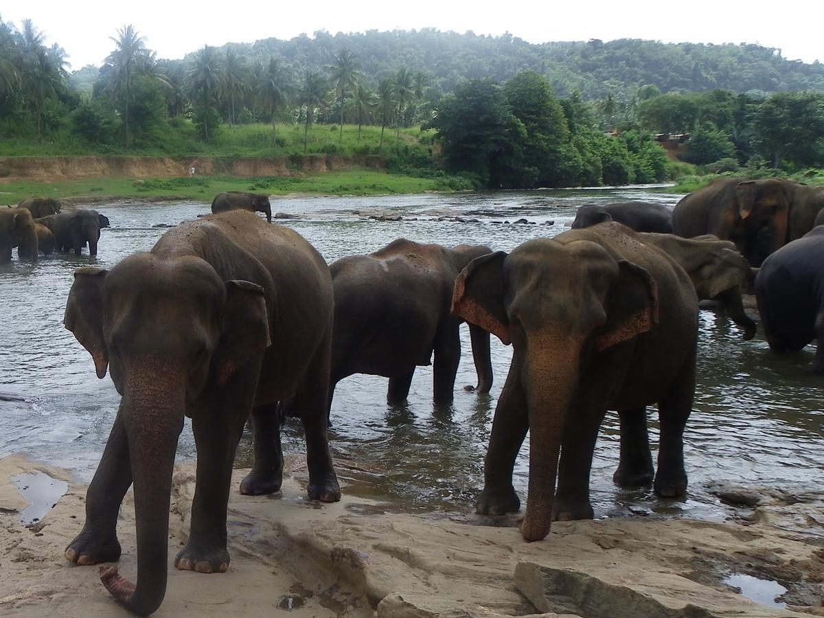 Ma Oya Retreat Pinnawala Pinnawala (Kegalle) Exteriér fotografie
