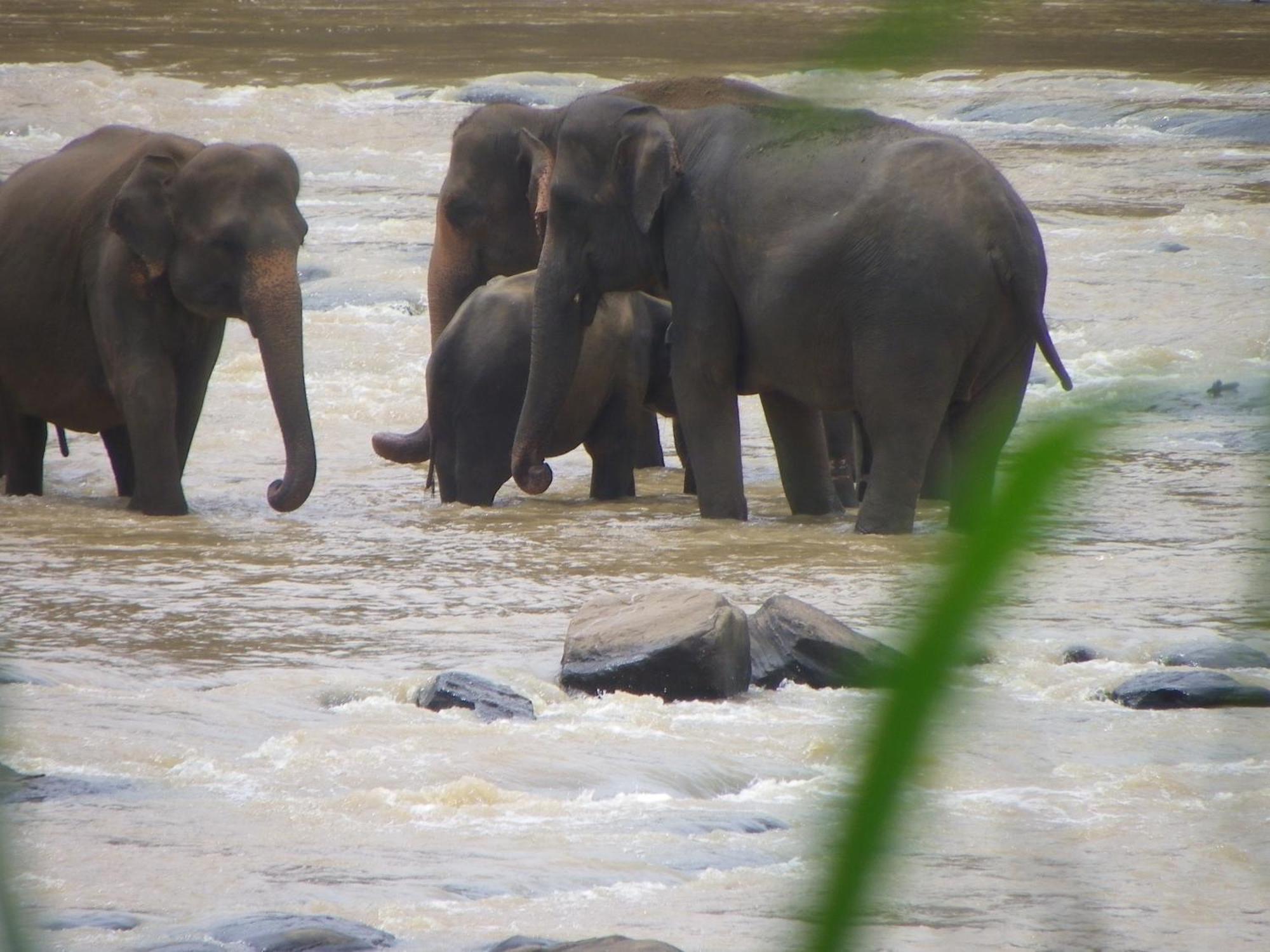 Ma Oya Retreat Pinnawala Pinnawala (Kegalle) Exteriér fotografie